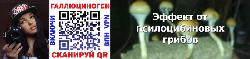 Купить  Оха  Псилоцибиновые грибы Psilocybe 